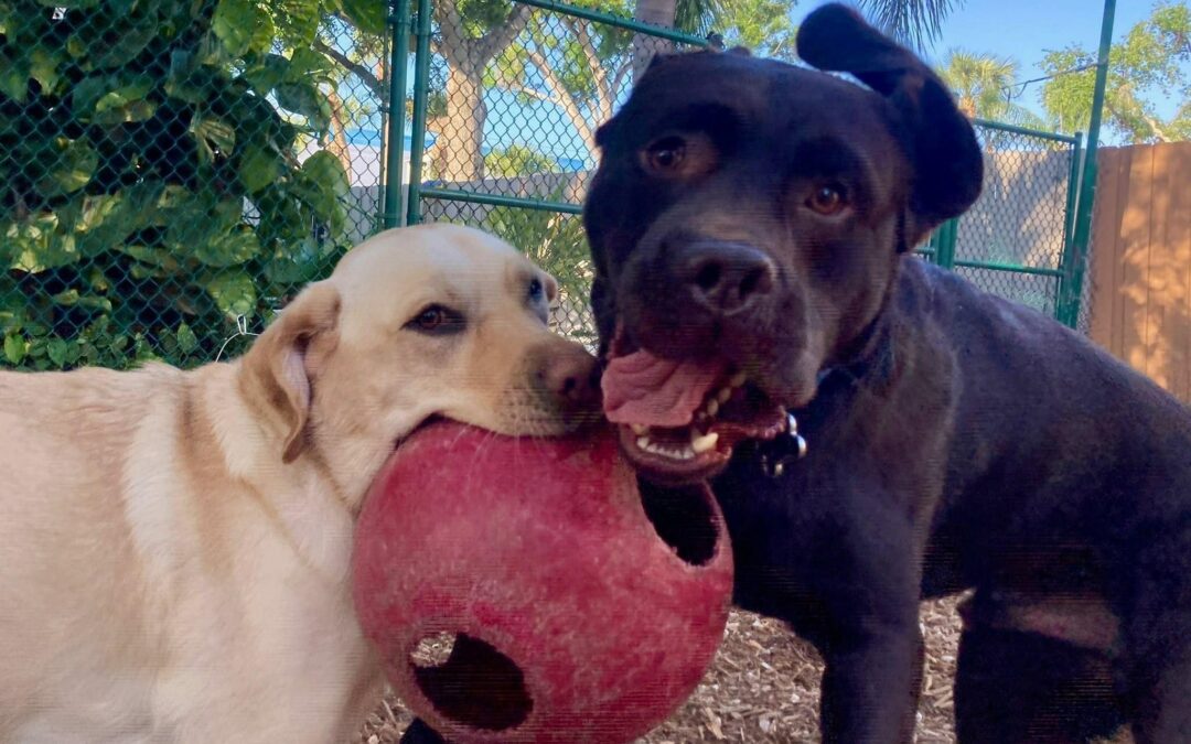 Traveling Again – What Repeat Clients Are Saying About The Dog House