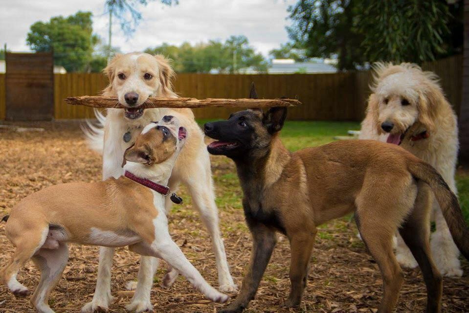 Why Friends Aren’t Always the Best Dog Sitters When You Travel