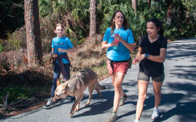 Best Dog Training Options for Busy Pet Owners