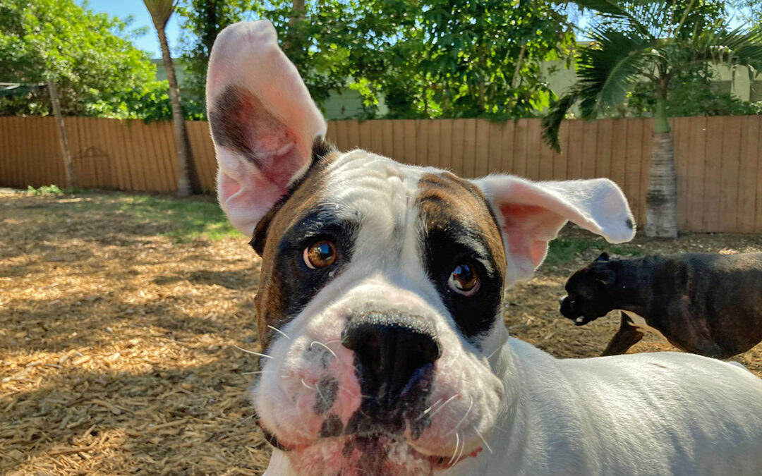 Essential Dog Boarding Questions