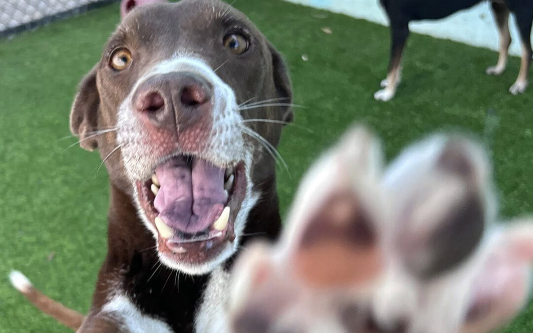 Prepare Dogs for Kids