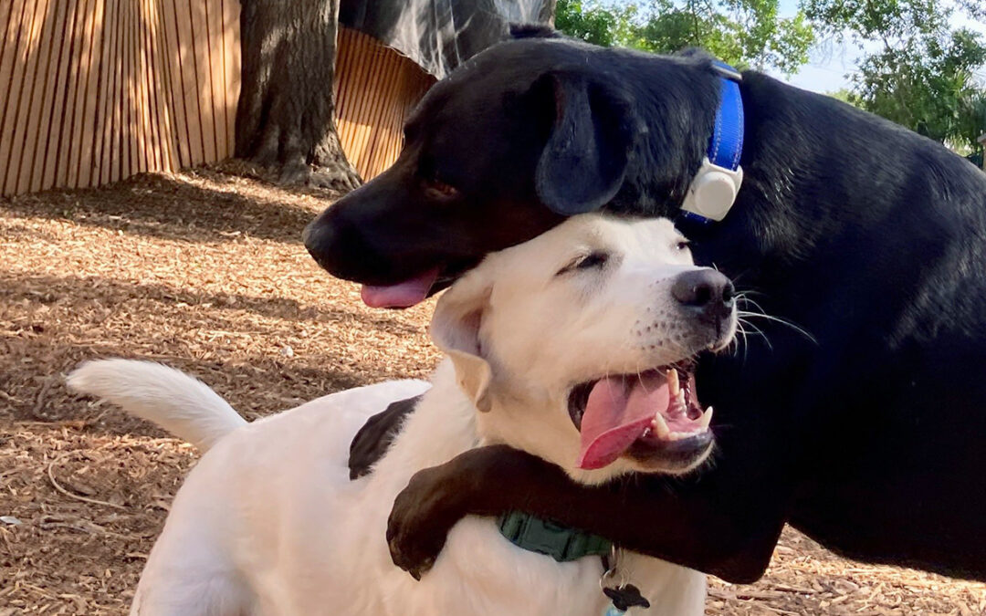 Stress-Free Boarding for Anxious Dogs