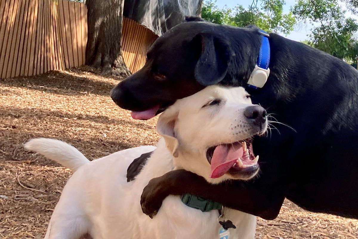 Stress-Free Boarding for Anxious Dogs