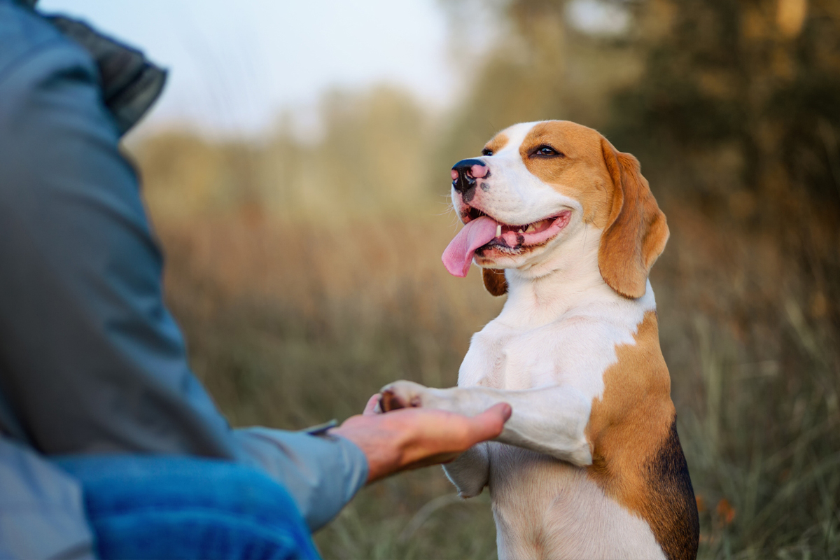 Obedience Training Tips