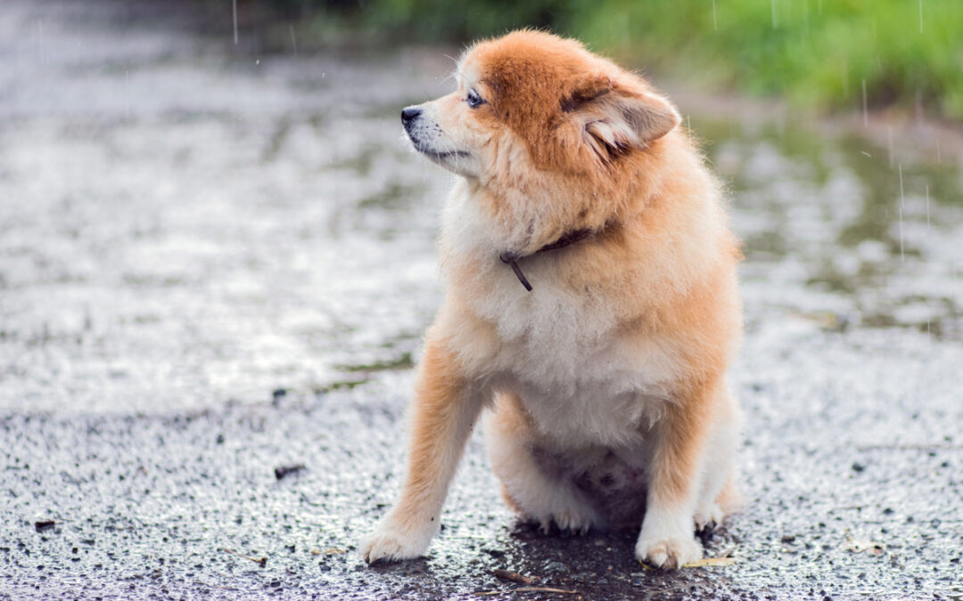 Dog Calm During Thunderstorms