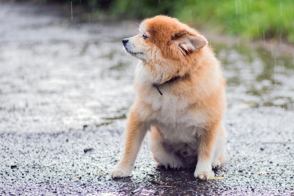 Dog Calm During Thunderstorms