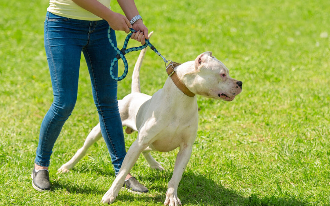 Dog Shows Aggression Toward Other Dogs