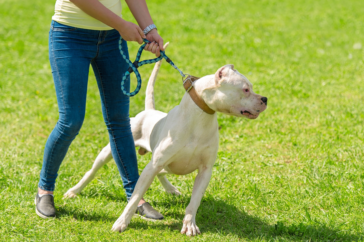 Dog Shows Aggression Toward Other Dogs