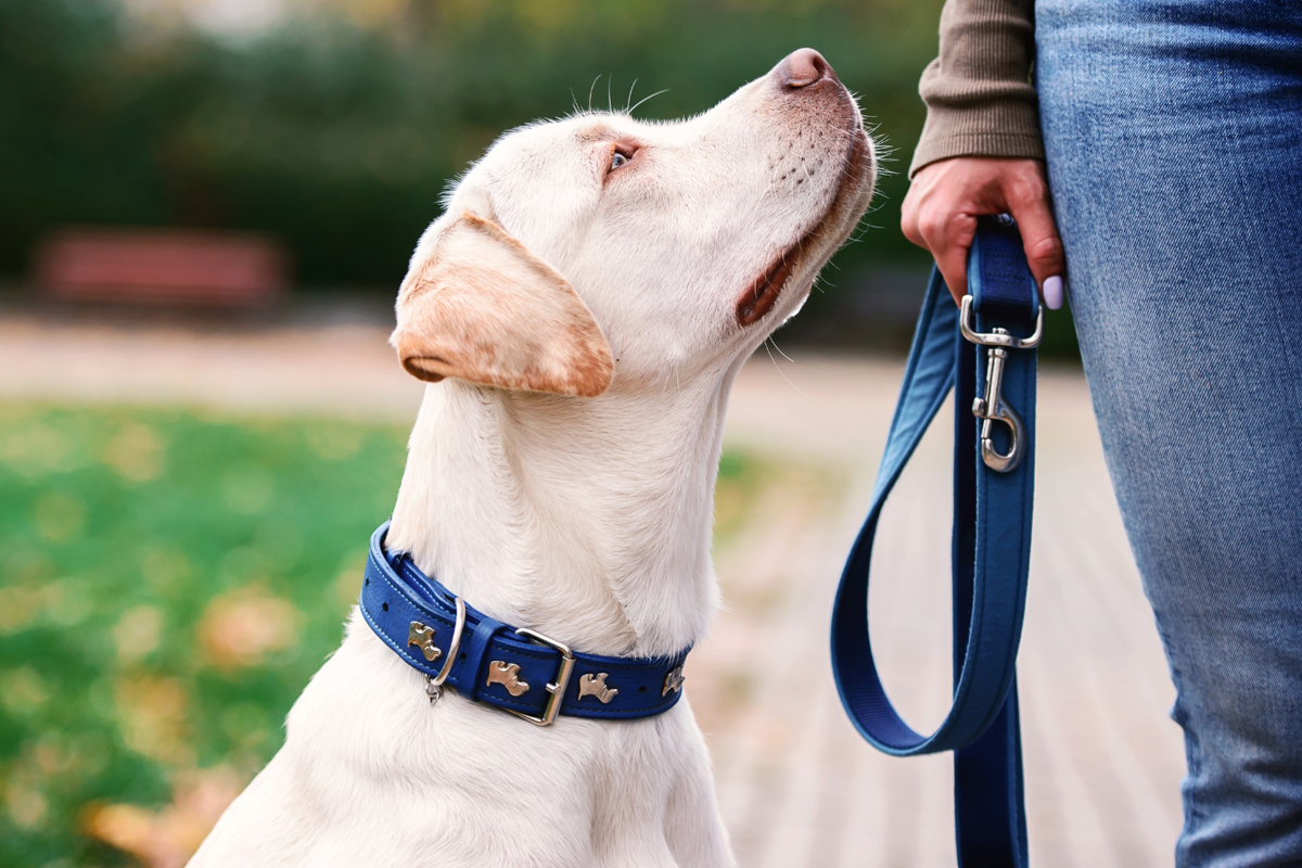 First-Time Dog Boarding Guide for Pet Parents