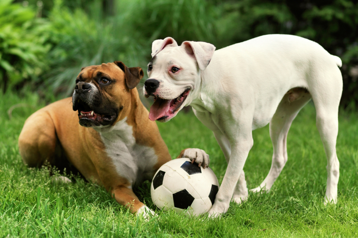 Safely Socialize Your Dog