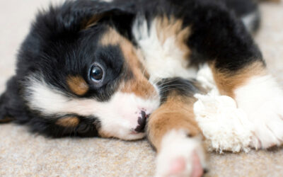 Top Puppy Training Questions Answered by Expert Trainers