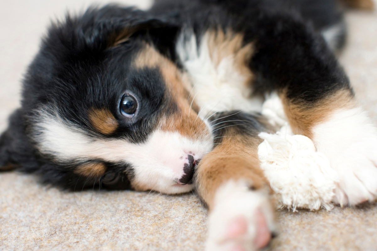 Top Puppy Training Questions