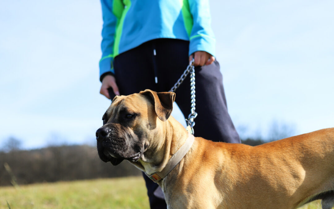 Training Your Dog to Make Good Decisions