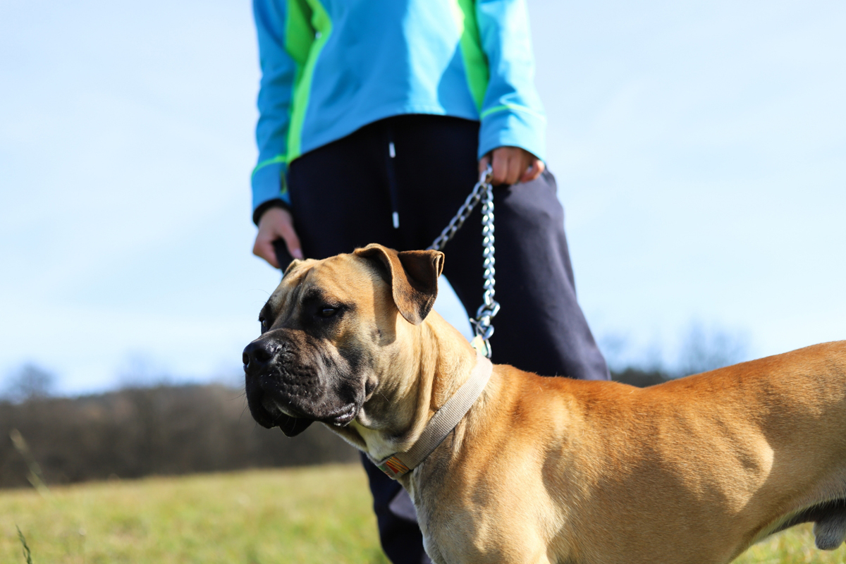 Training Your Dog to Make Good Decisions