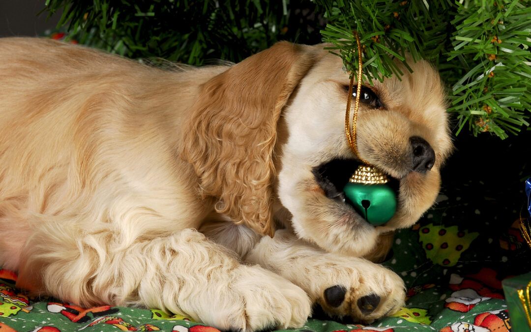 Turning Problem Behaviors Into Obedience