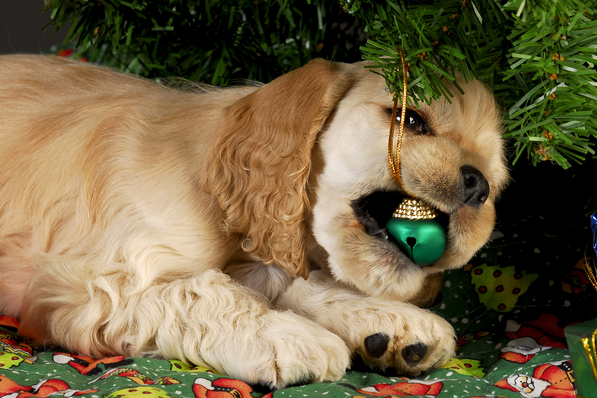 Turning Problem Behaviors Into Obedience