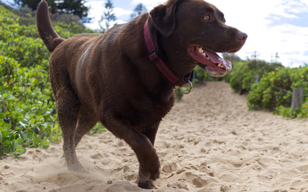 Benefits of Off-Leash Training