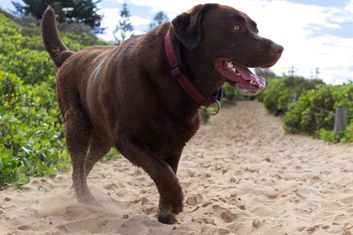 Benefits of Off-Leash Training