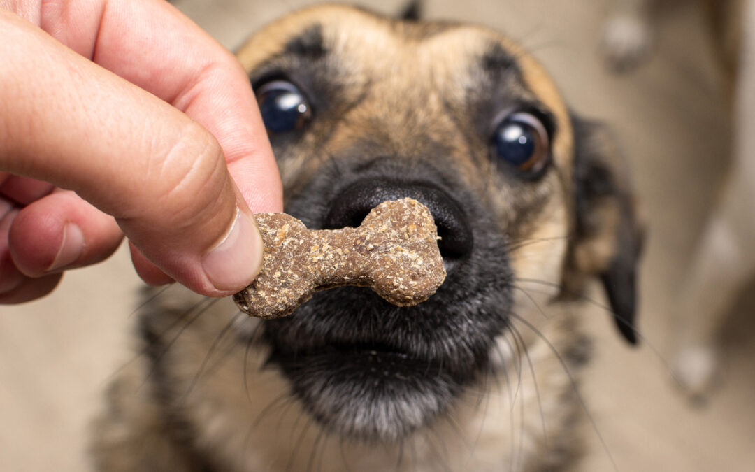 Build Focus Without Constant Treats