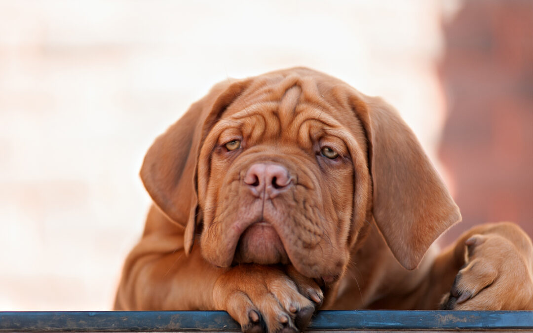 Calm Energy, Calm Dog