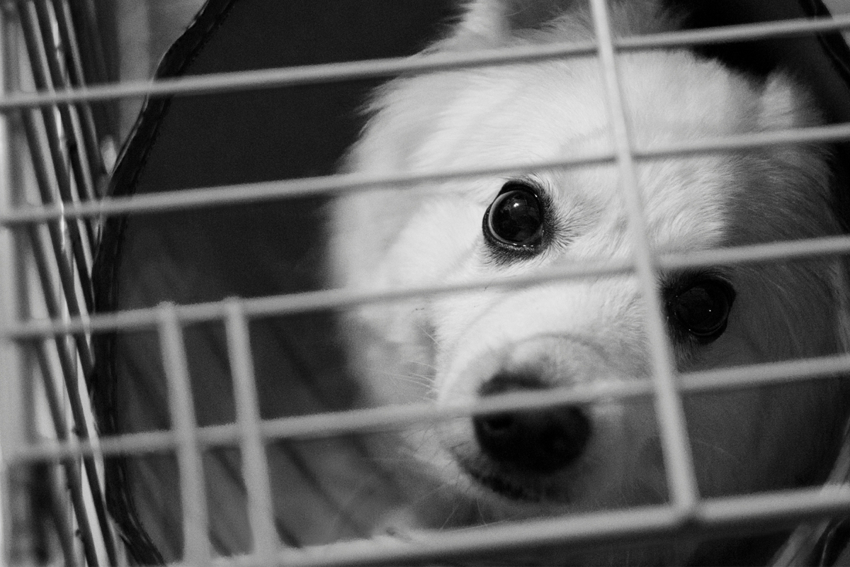 Dog Reads Your State of Mind