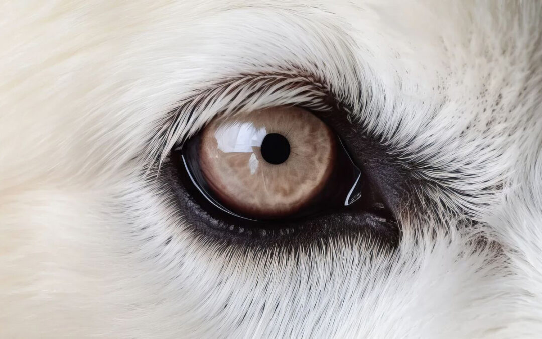 Dog’s Focus Around Distractions