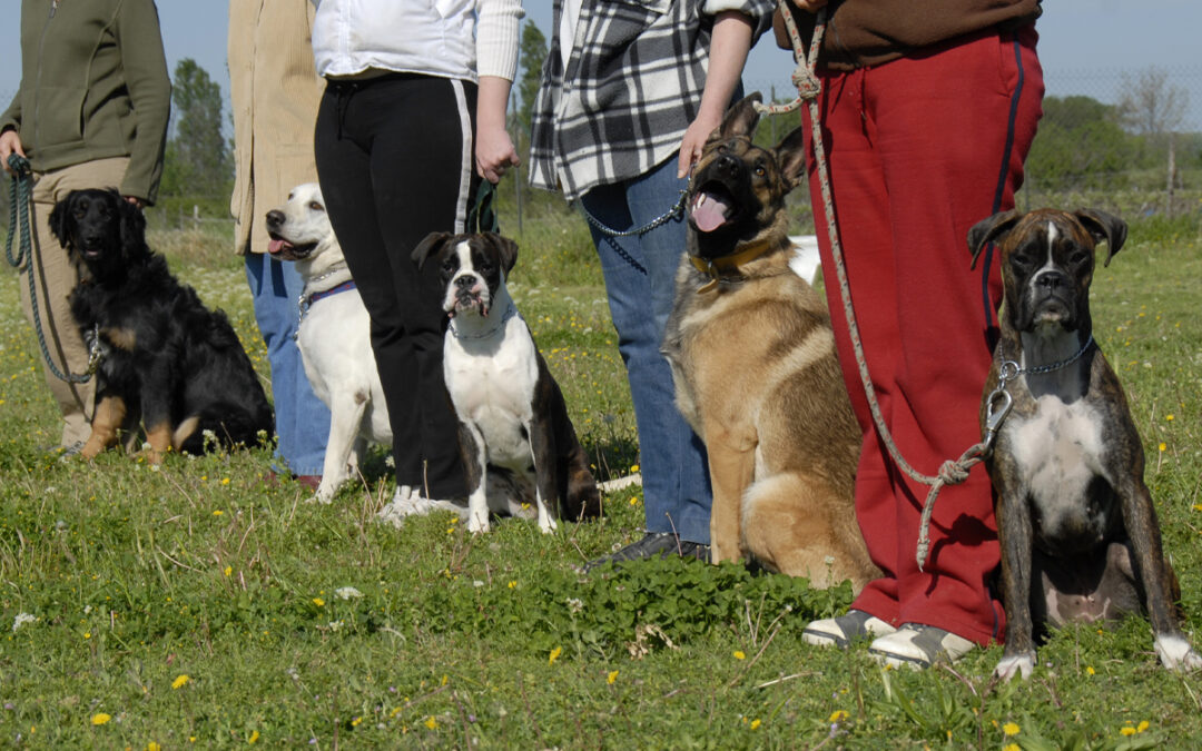 Leadership vs. Dominance