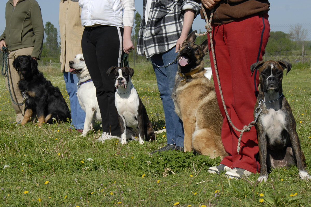 Leadership vs. Dominance