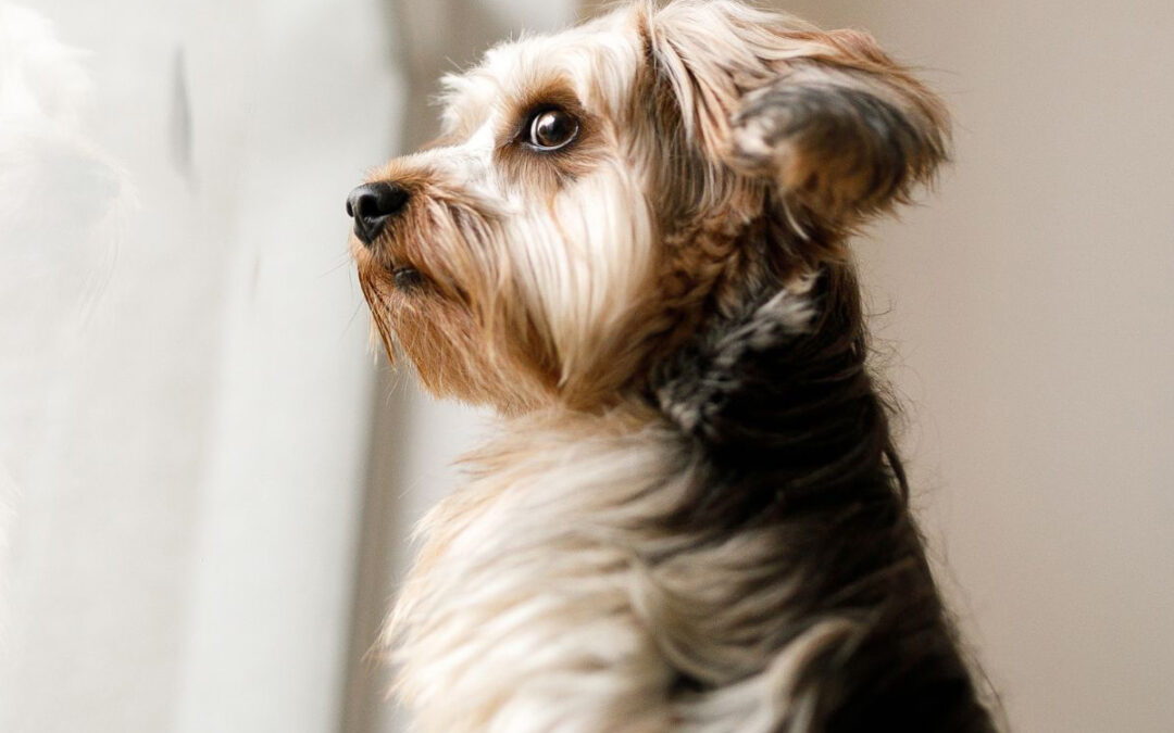 Separation Anxiety in Dogs