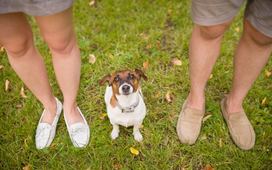 Predictability Reduces Anxiety and Increases Obedience