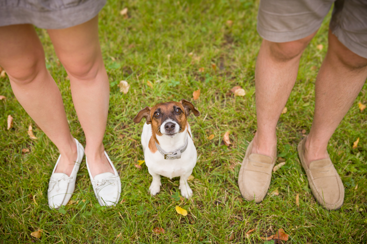 Predictability Reduces Anxiety and Increases Obedience