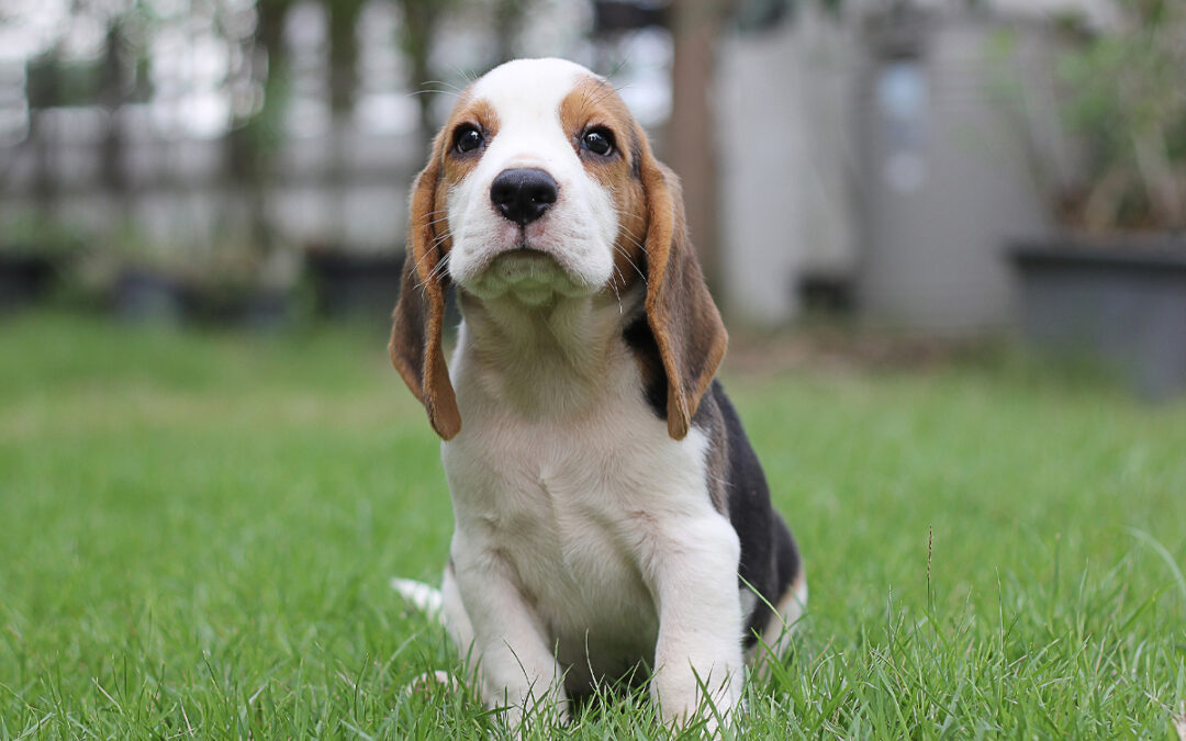 First 90 Days of Puppy Training for