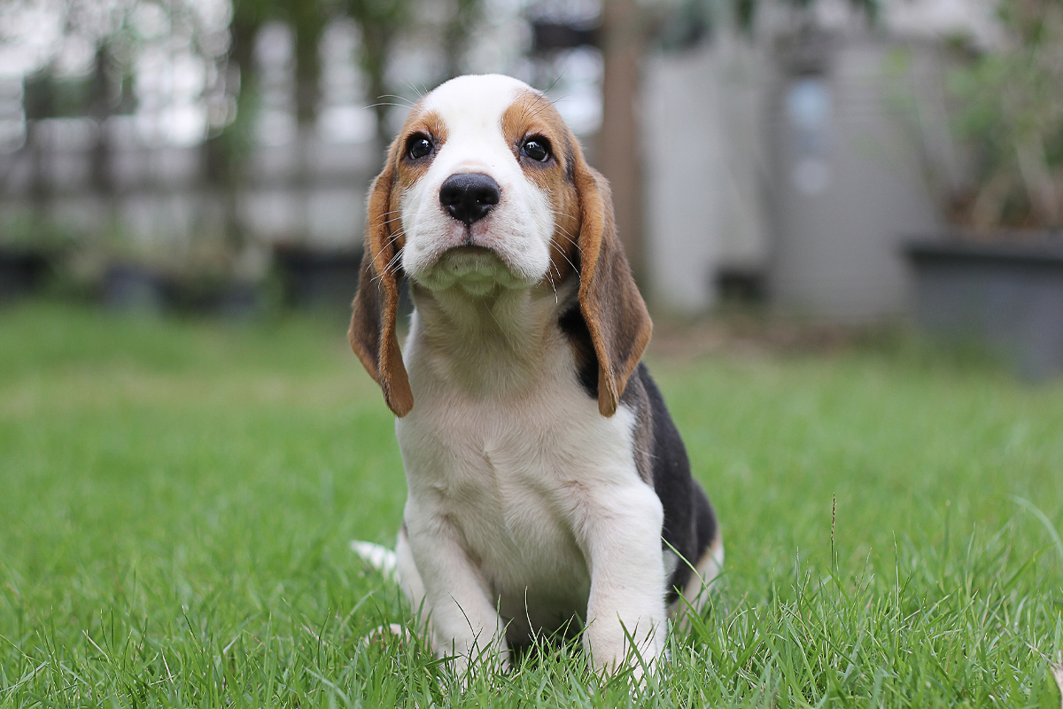 First 90 Days of Puppy Training for