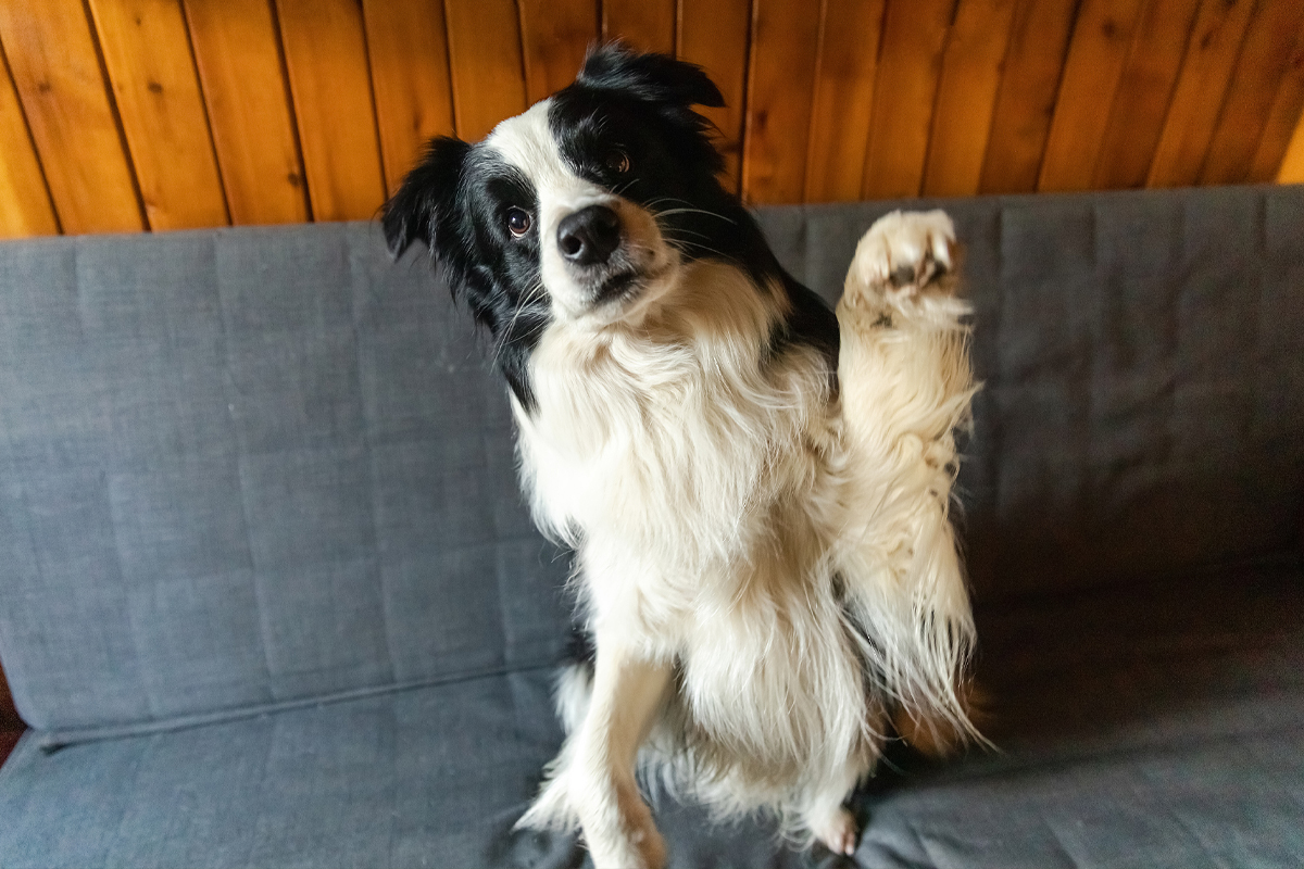 Raising a Respectful Dog