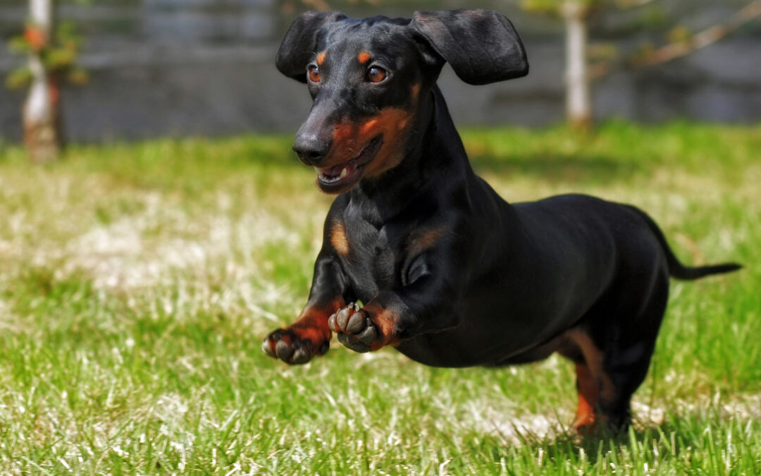 Teach Your Dog Polite Greetings