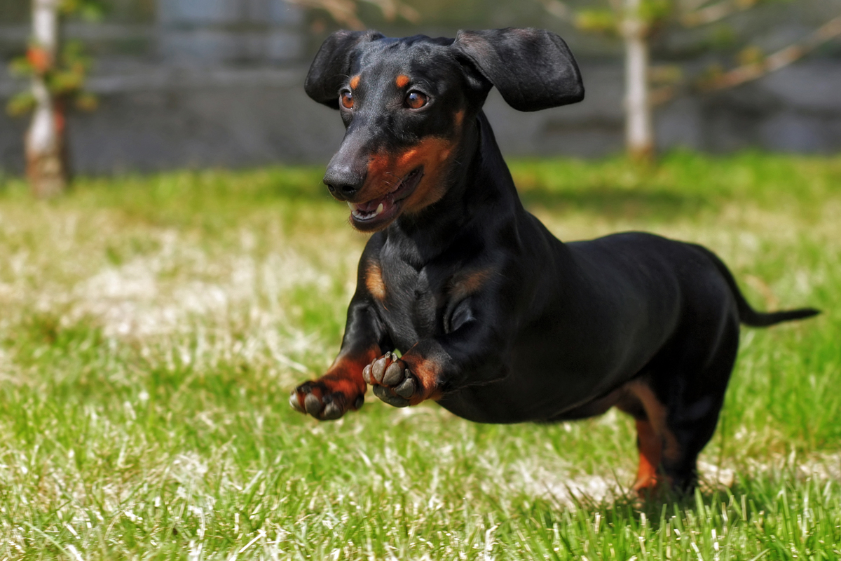 Teach Your Dog Polite Greetings