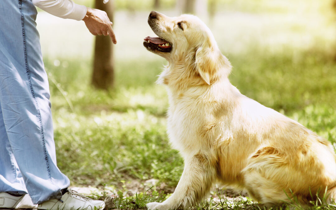 Teaching Your Dog to Follow Through on Commands