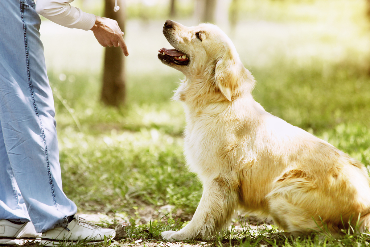 Teaching Your Dog to Follow Through on Commands