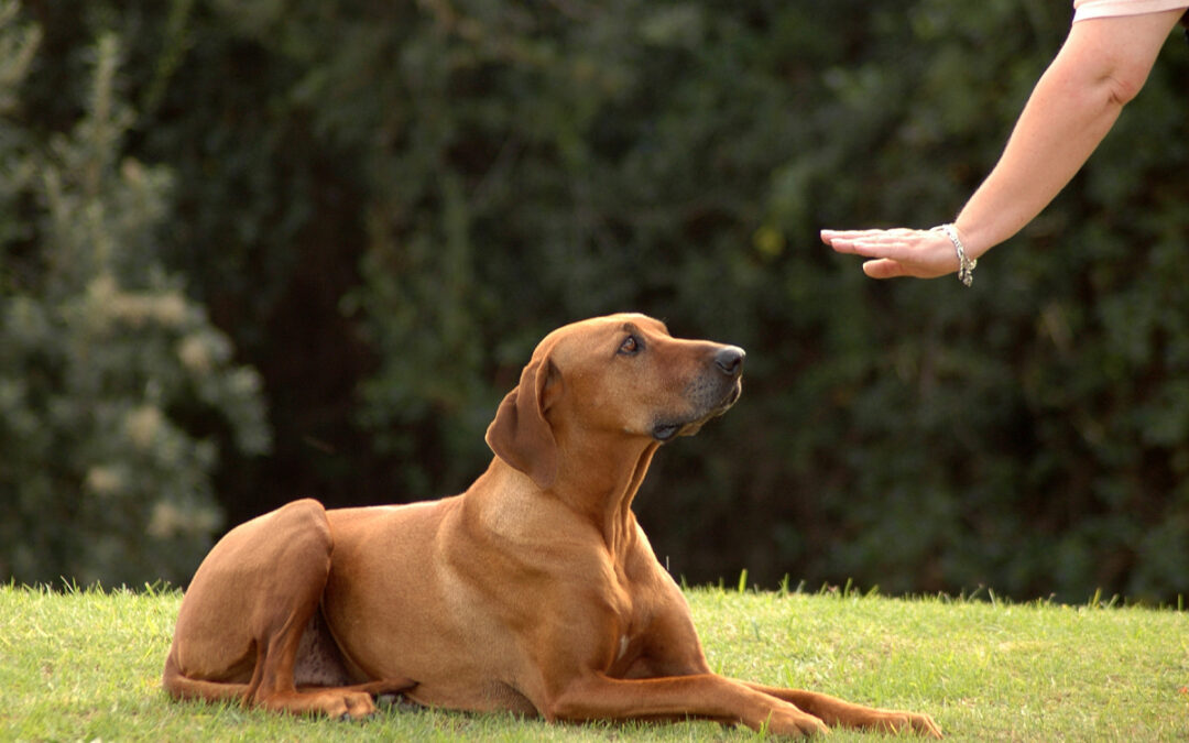 Teaching Your Dog to Respect Boundaries