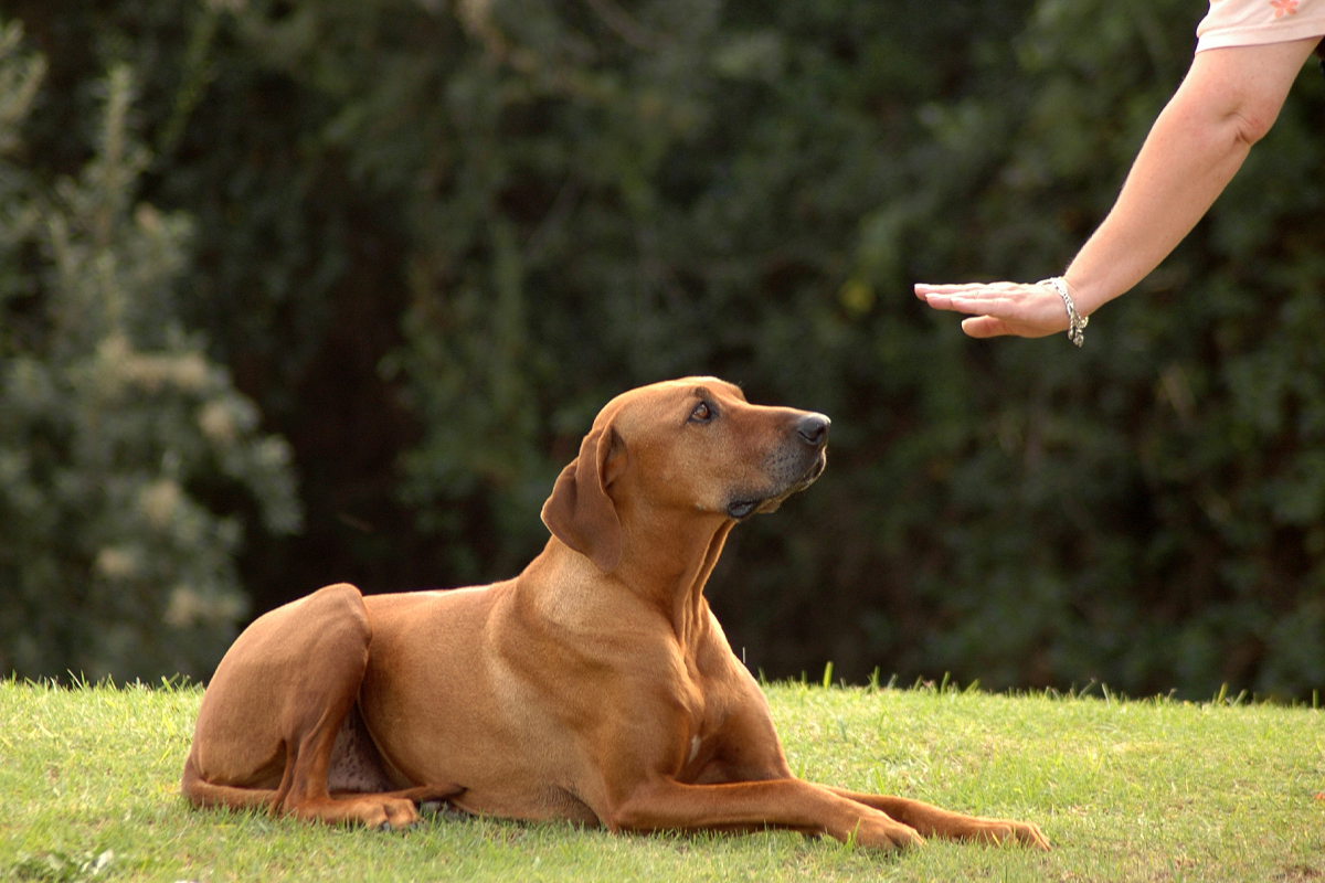 Teaching Your Dog to Respect Boundaries