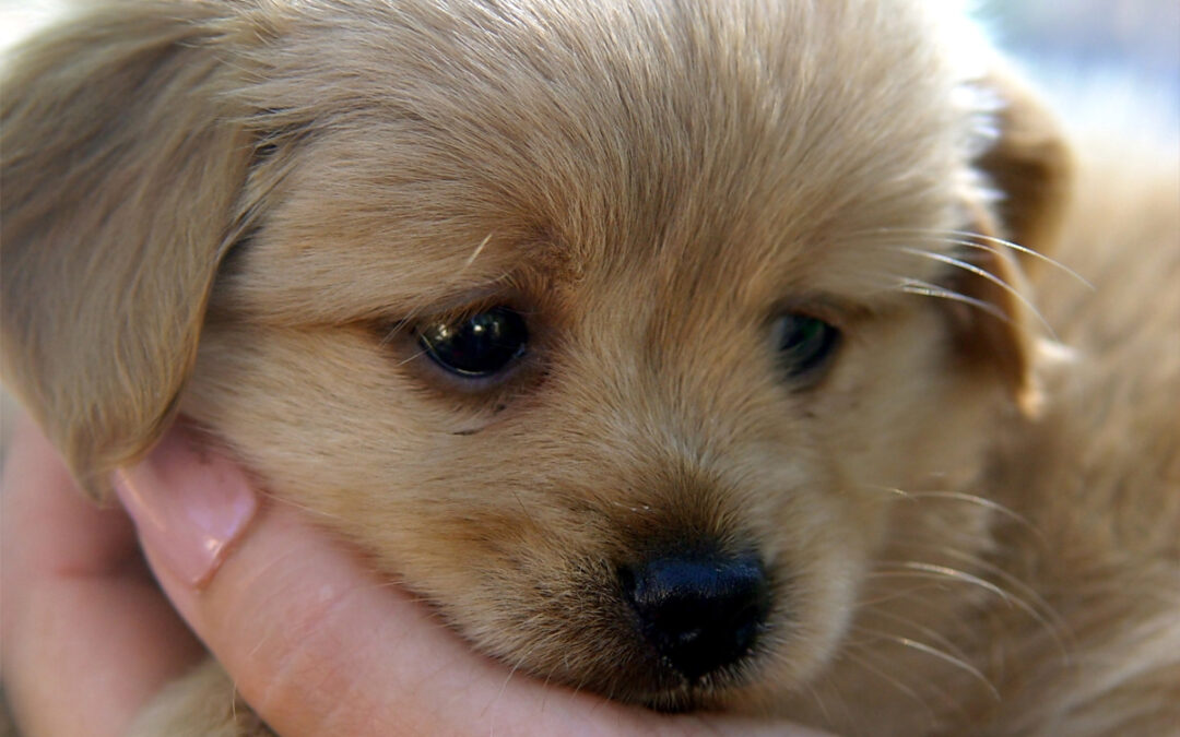 Why Dogs Need Clear Rules