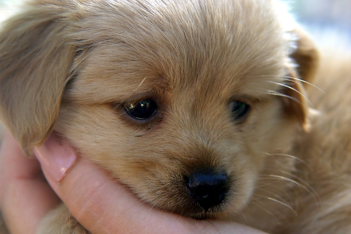 Why Dogs Need Clear Rules