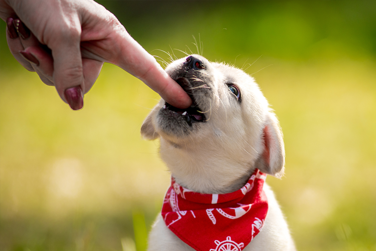 Why Puppies Bite