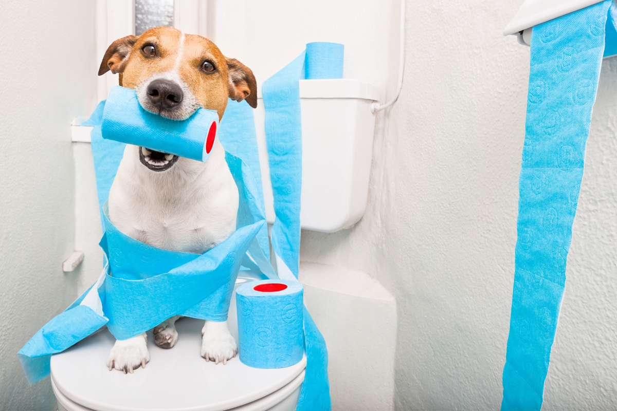 Behavior Issues That Board-and-Train