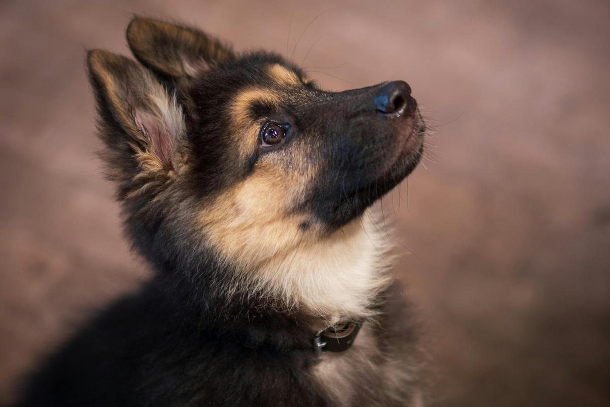 Board-and-Train Builds Habits