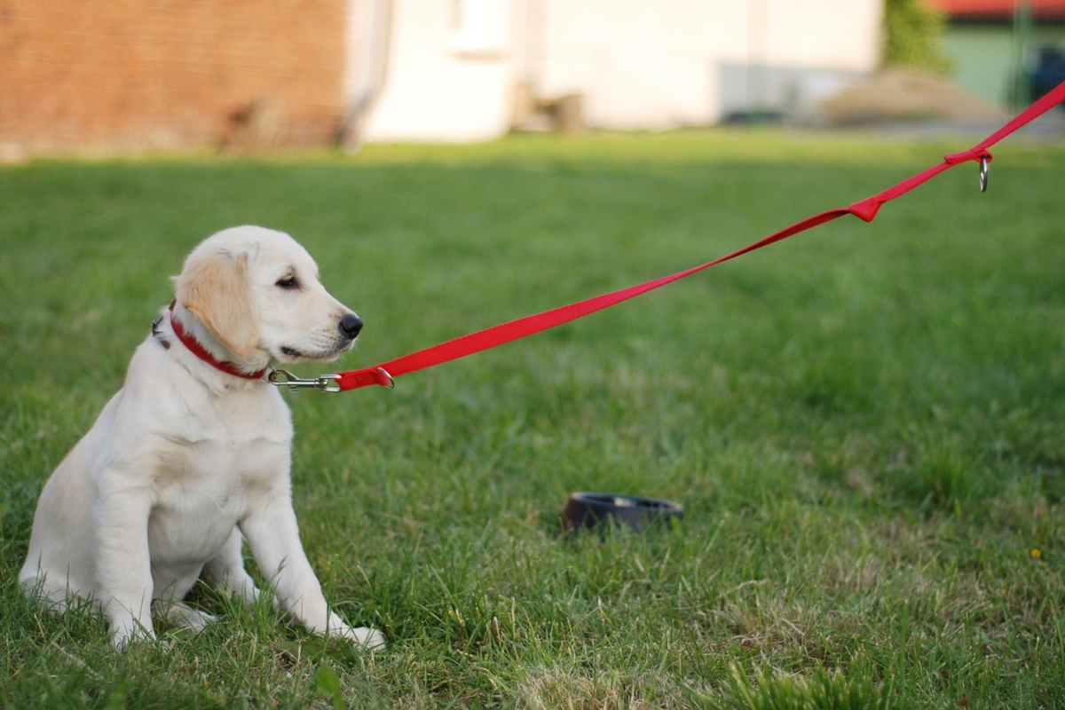 Board-and-Train and Private In-Home Sessions