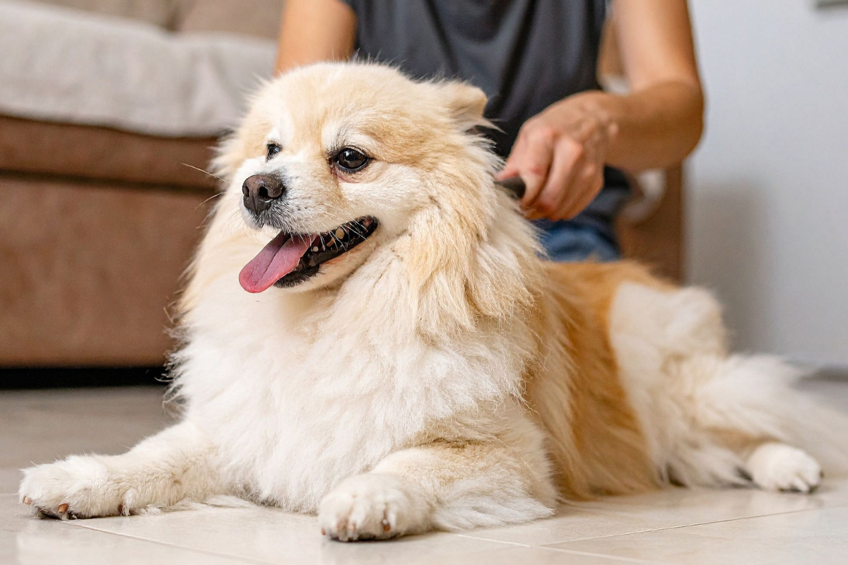 consistency-vs-convenience-in-dog-training-outcomes