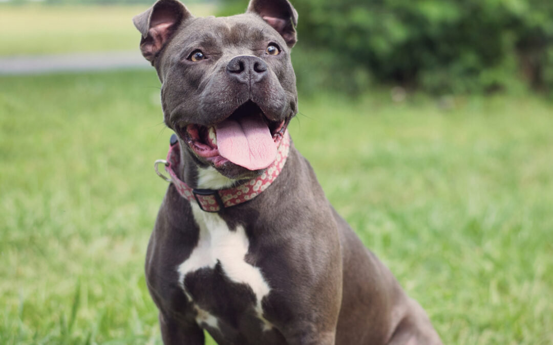 Dog Forget Me During Board-and-Train
