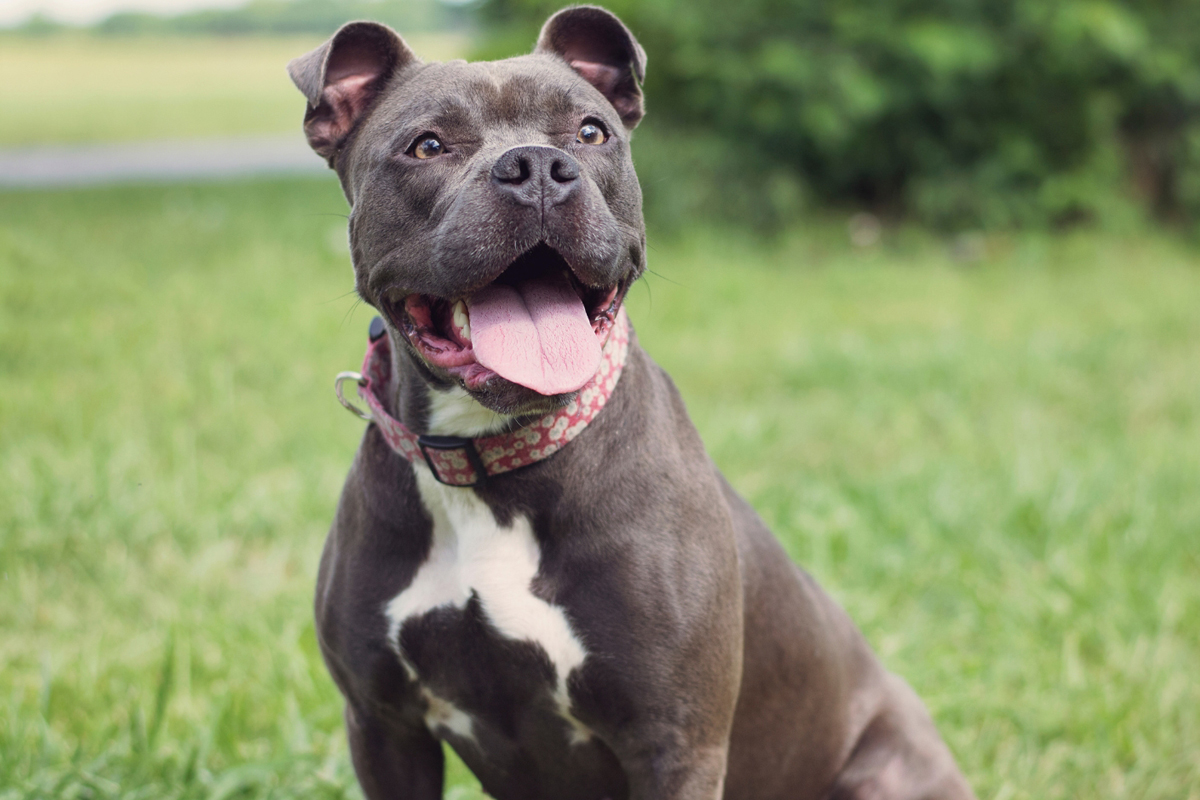 Dog Forget Me During Board-and-Train