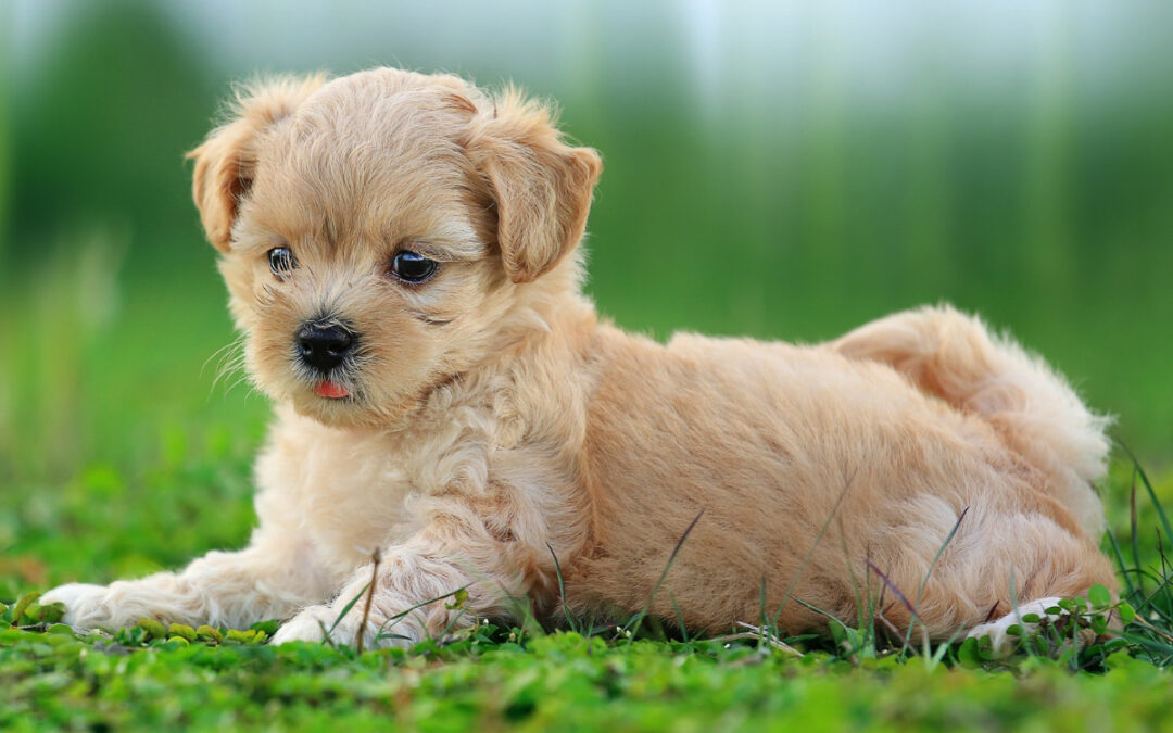 Dogs Learn Away From Daily Distractions